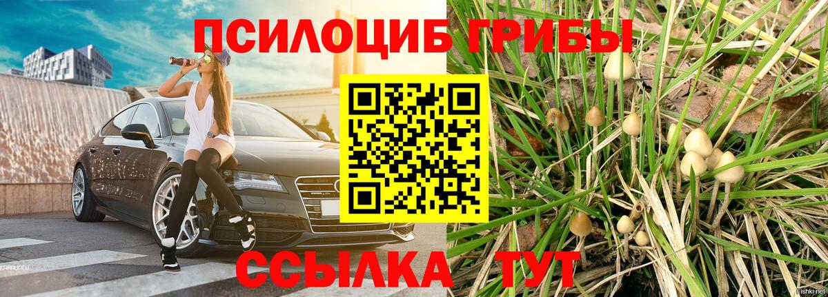 Псилоцибиновые грибы ЛСД  что такое   Пугачёв  Вход с VPN  Псилоцибиновые грибы Psilocybine cubensis 
